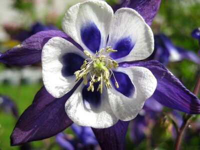 Purple flower close up photo