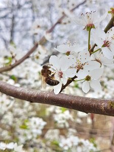 Bee cherry blossom cherries