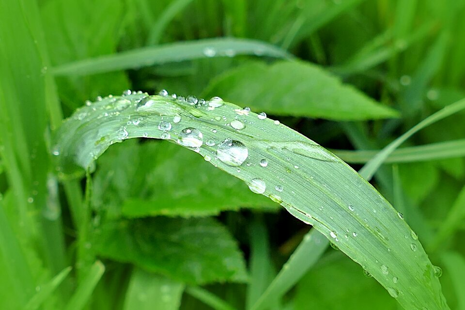 Drop of water dewdrop dew