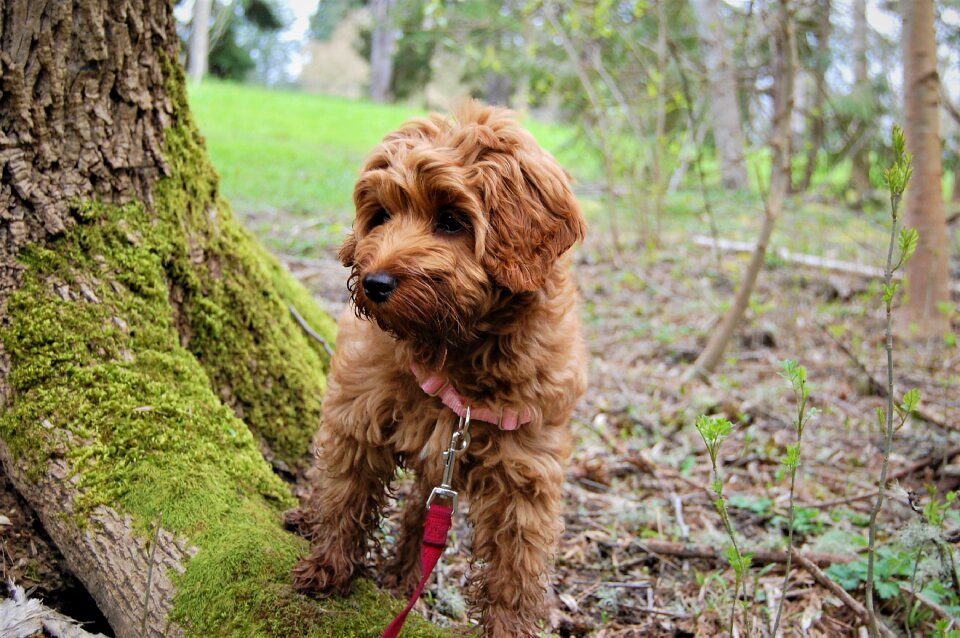 Labradoodle park dog
