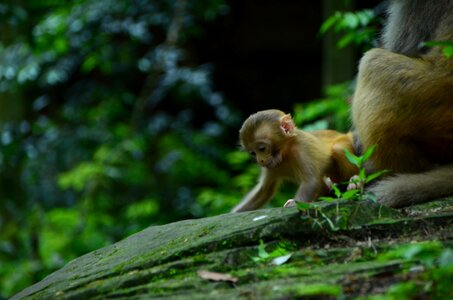 Animal tourism zhangjiajie
