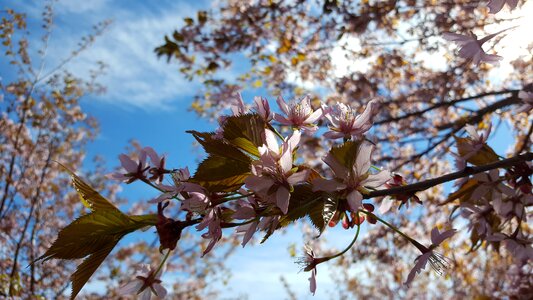Cherry blossoms cherry tree flowering tree