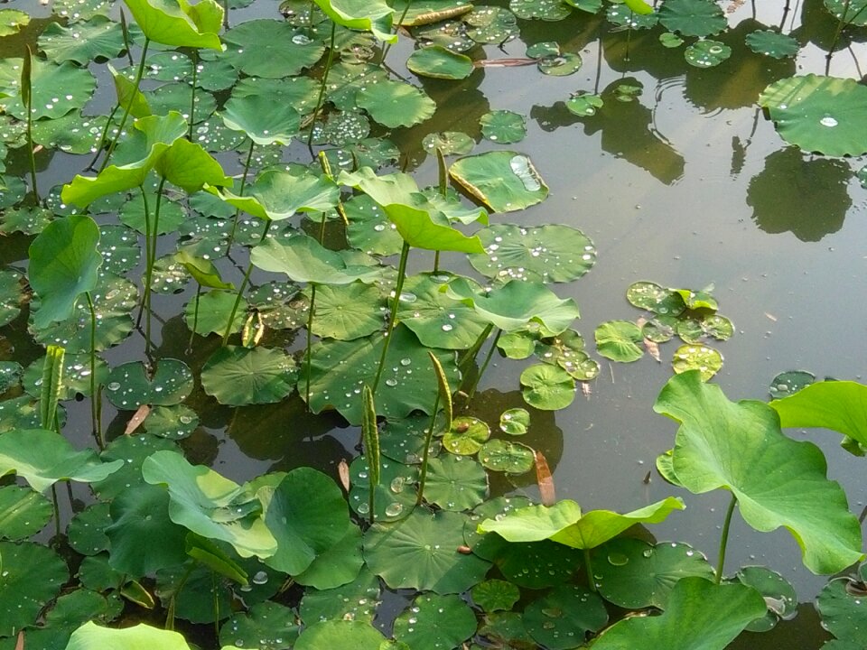 Water green charge pond