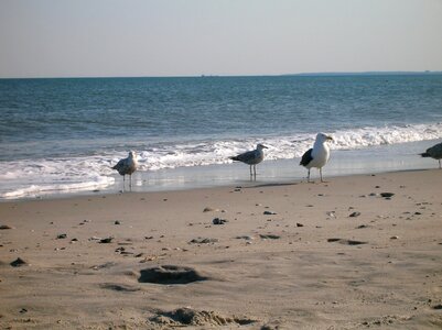 New york gulls sea photo