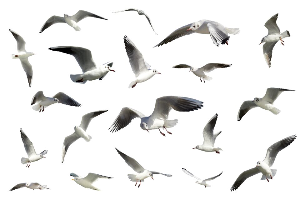 Birds seagulls seabirds