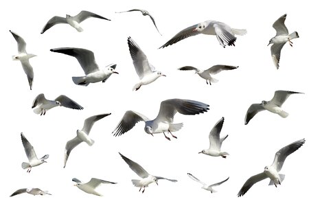 Birds seagulls seabirds photo