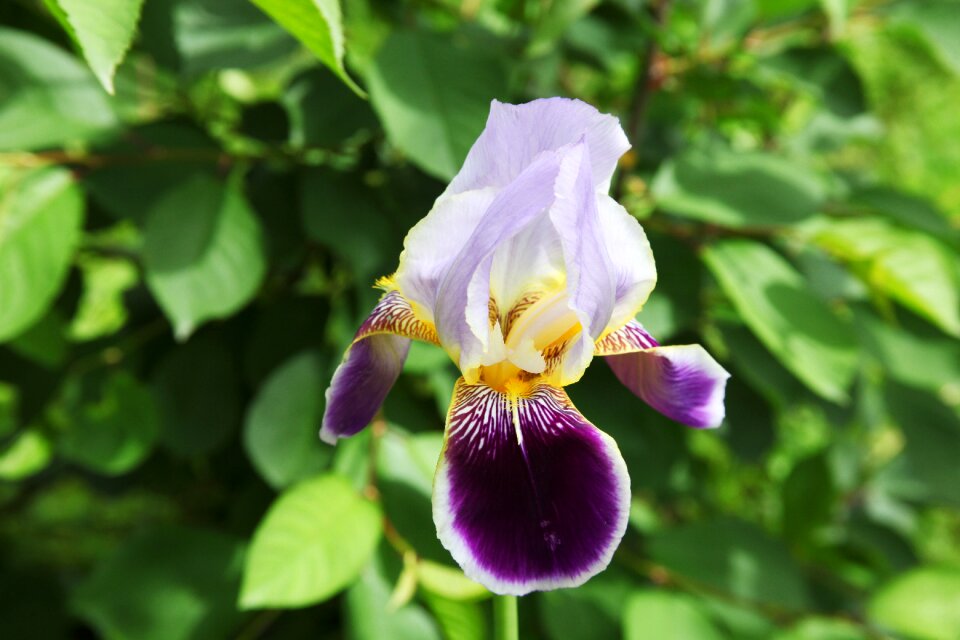 Beautiful flower garden flowers iris flower