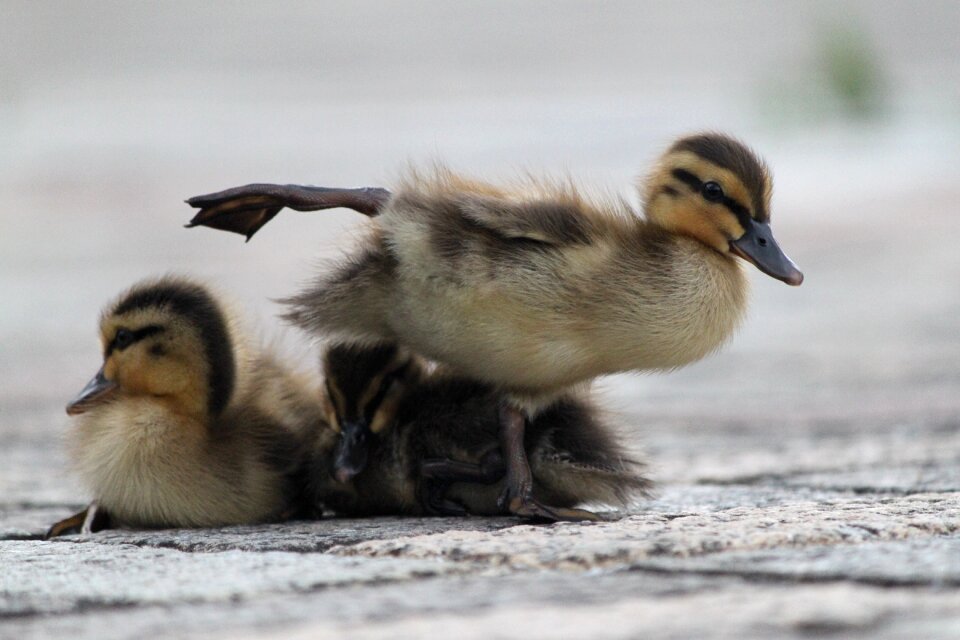 Creatures brown ducklings