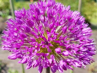 Spring garlic czosnki