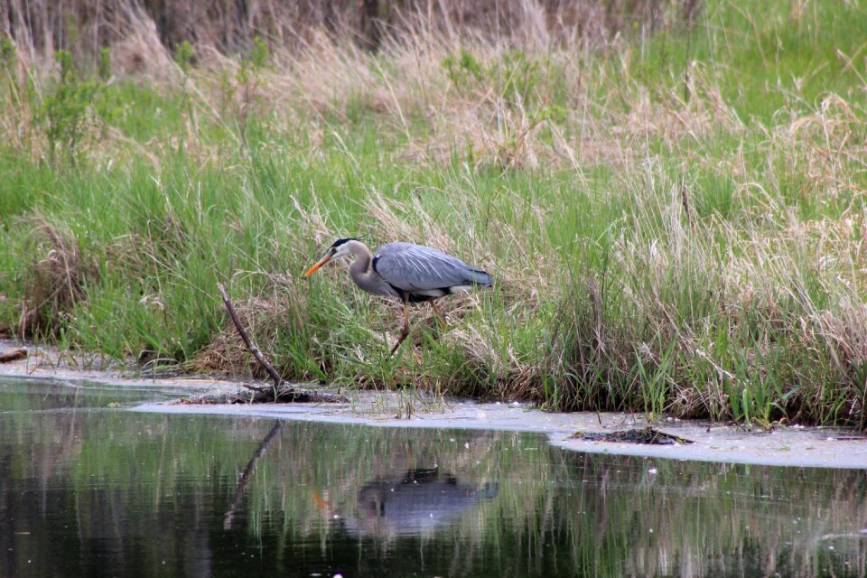 Wildlife heron water