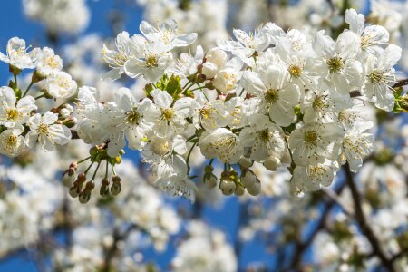 Tree cherry bloom