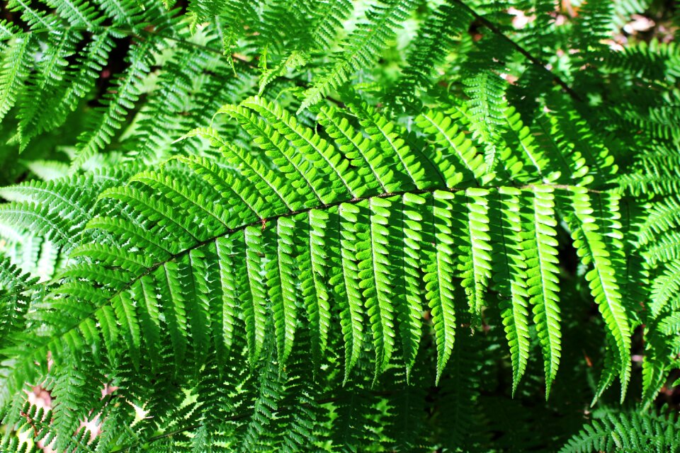 Leaf green summer