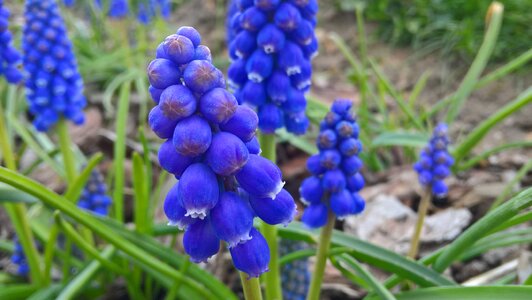 Macro bells flowers photo