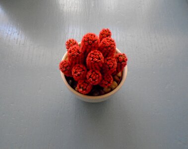 Desert mexico succulent
