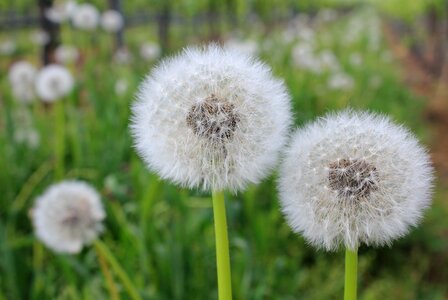 Dandelion field common dandelion