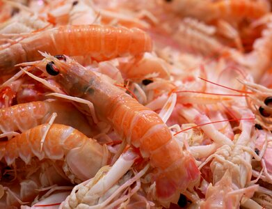 Food sea market