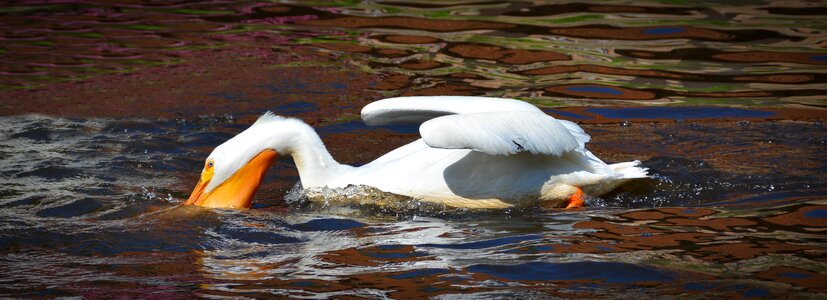 Water bird nature animal portrait