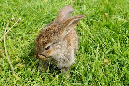 Animal dwarf rabbit long eared