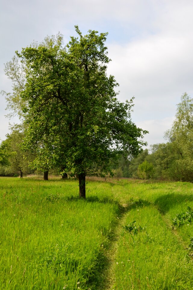 Meadow landscape grass