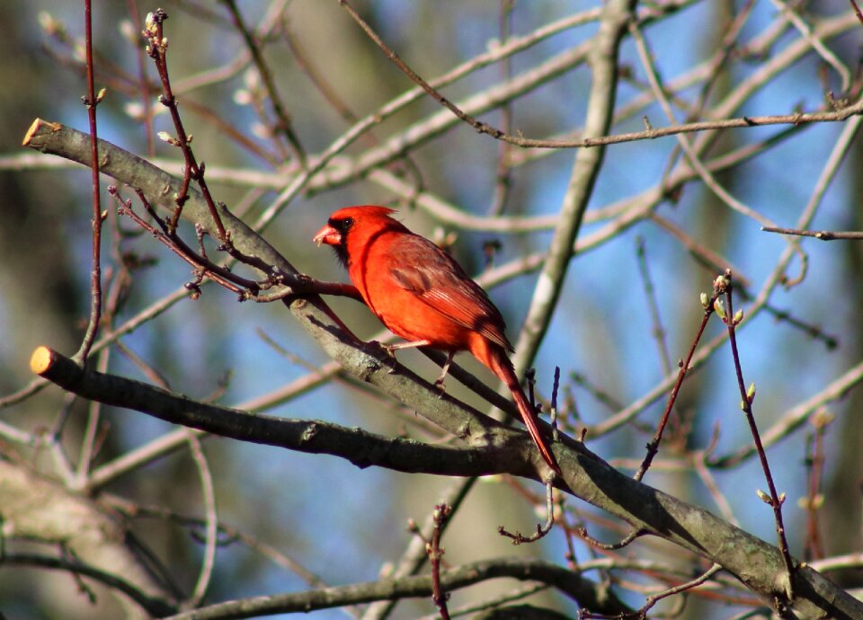 Cardinal nature photo