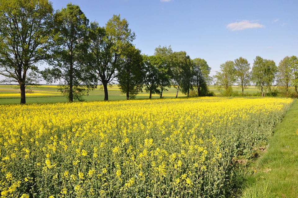Field yellow meadow