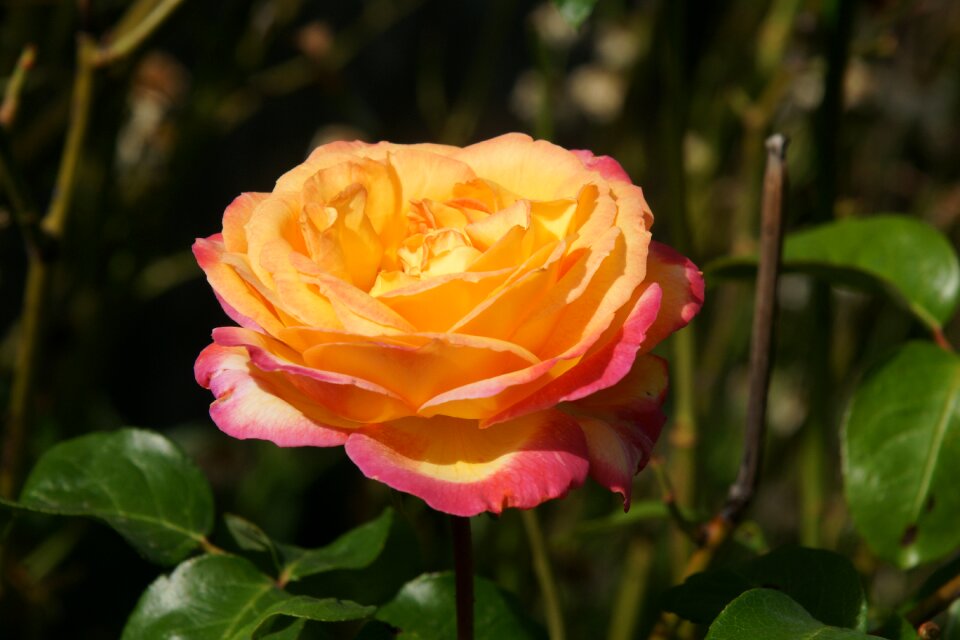 Flower nature rosa