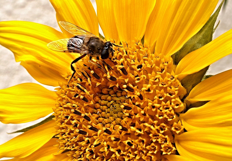 Fly detail insect
