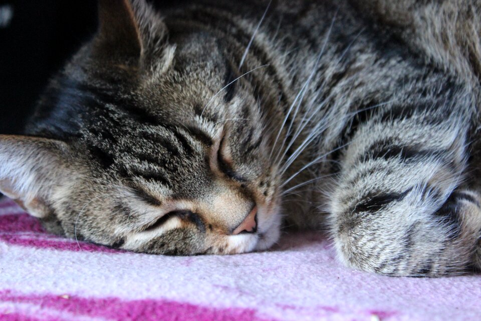 Animal sleep cozy