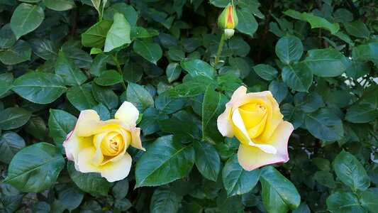 Roses yellow spring