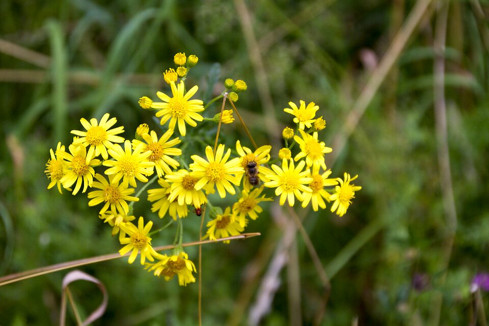 Bloom nature plant