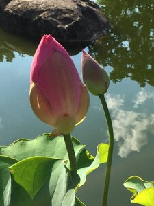 Garden japanese lotus photo