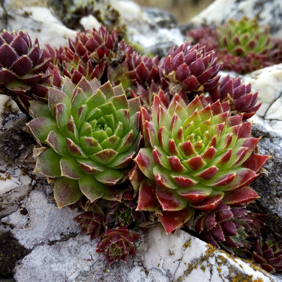 Houseleek nature