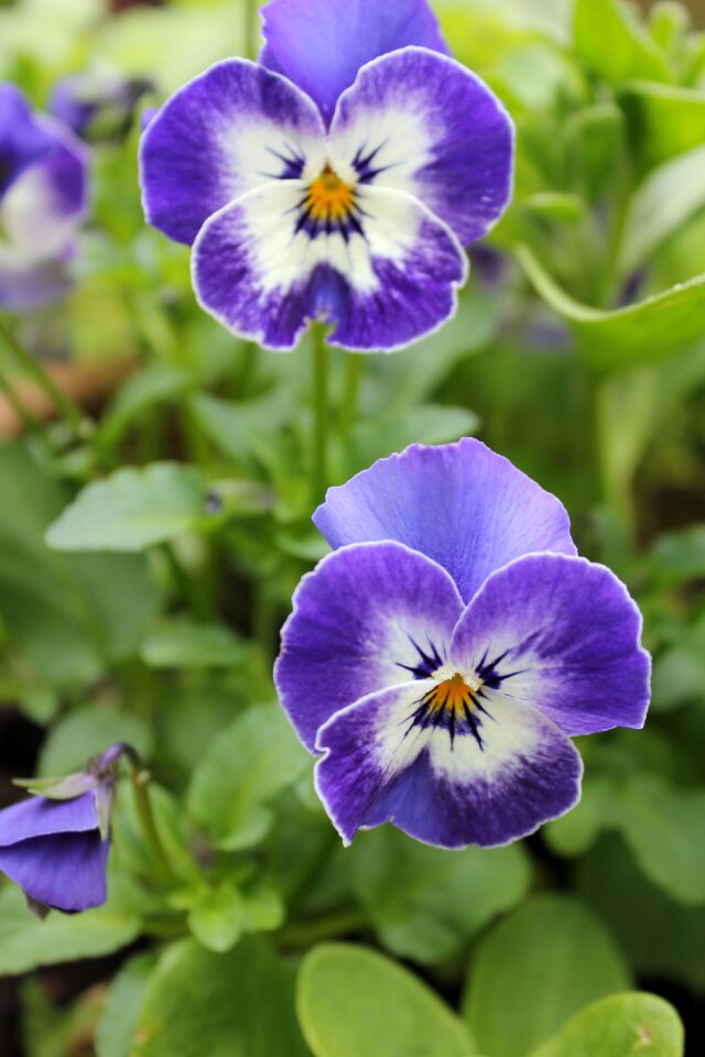 Blue violet bloom