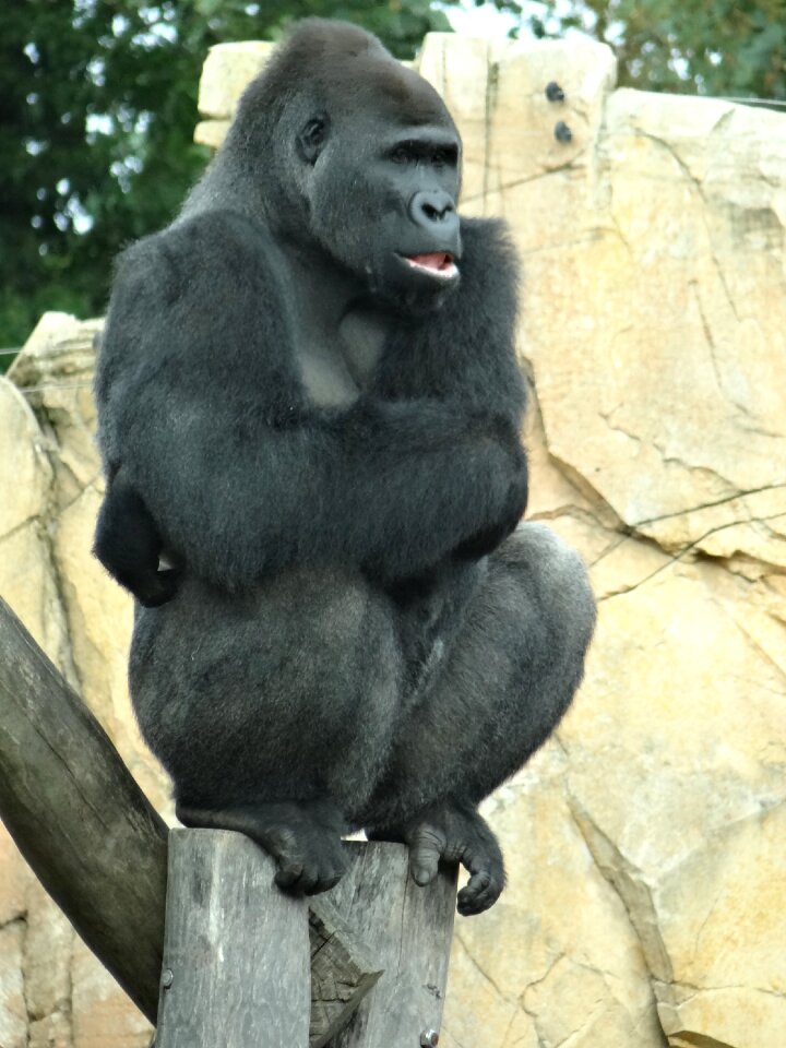 Zoo mammal animals