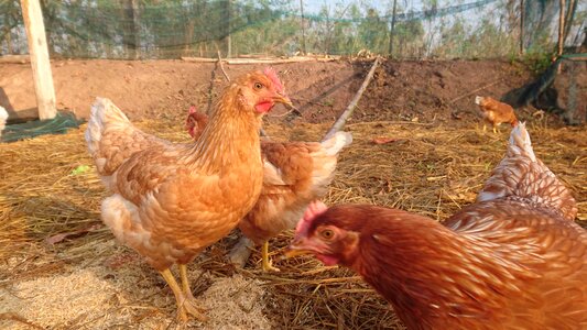 Chicken hen farm photo