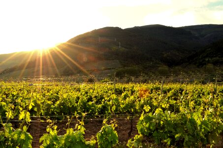 Winery grape wine