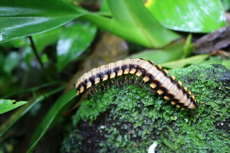 Nature wildlife