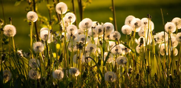 Flower nature common dandelion