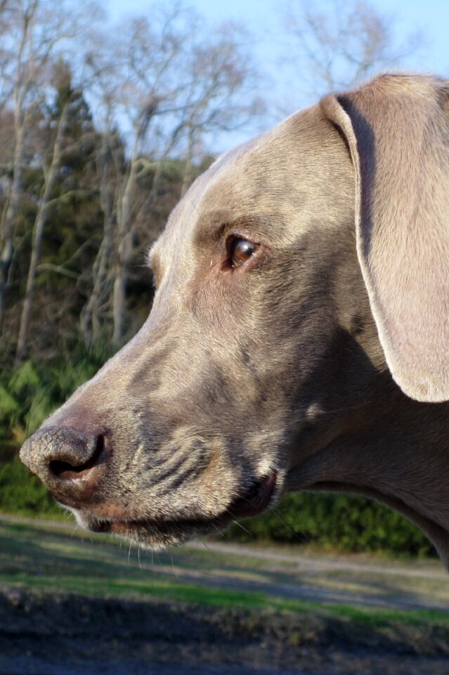 Dog canine kid