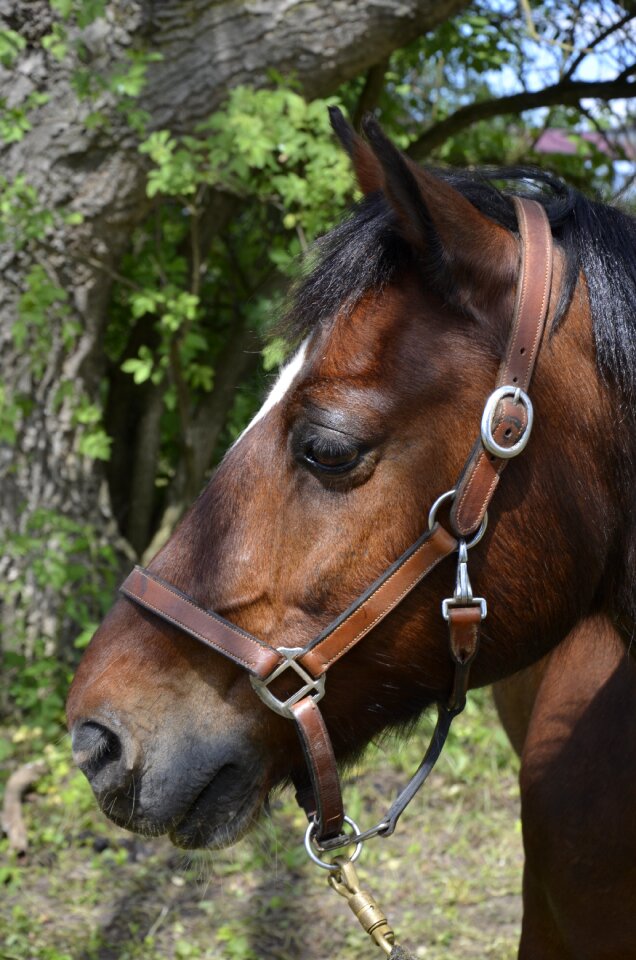 Mane nature ride photo