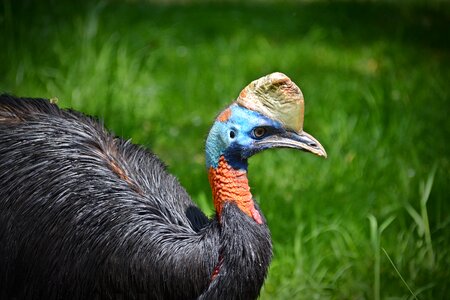 Bird flightless bird close up