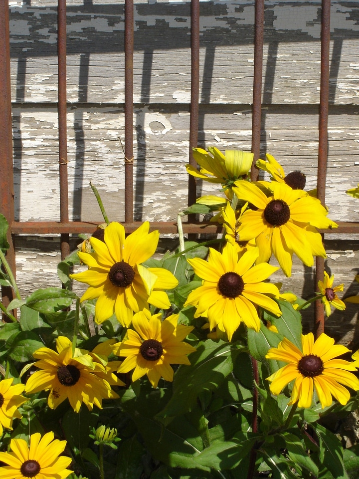 Yellow flower floral plants