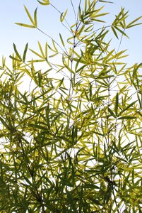 Bamboo sky green