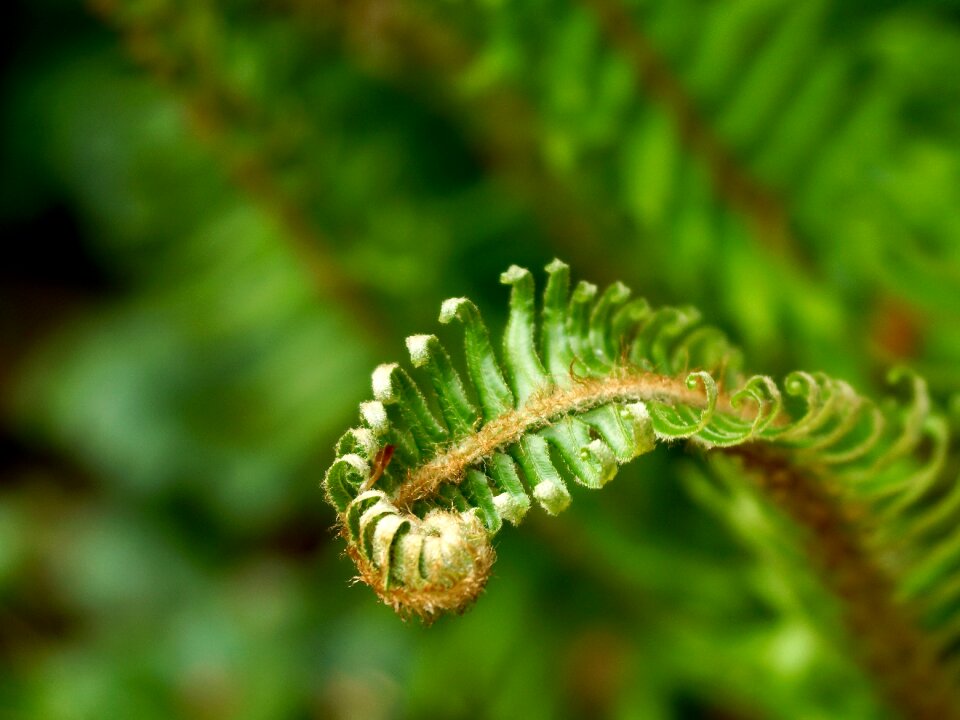 Nature forest leaves