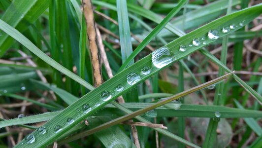 Macro spring nature