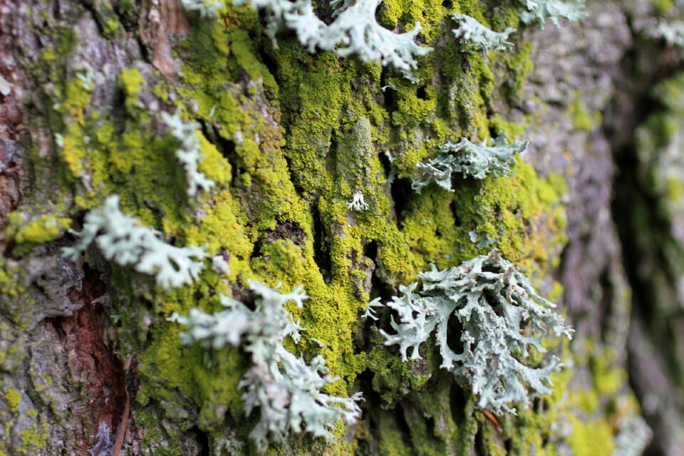 Tree nature moss