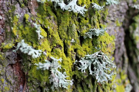 Tree nature moss photo