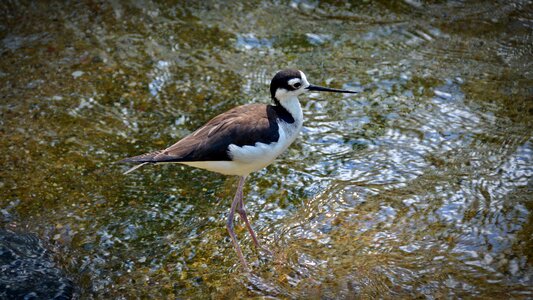 Nature sandpiper flying