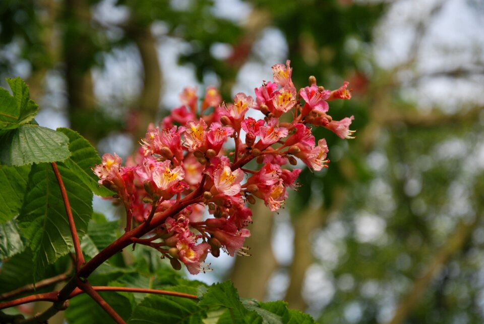 Flowers garden closeup photo