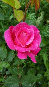 Rose rain drop